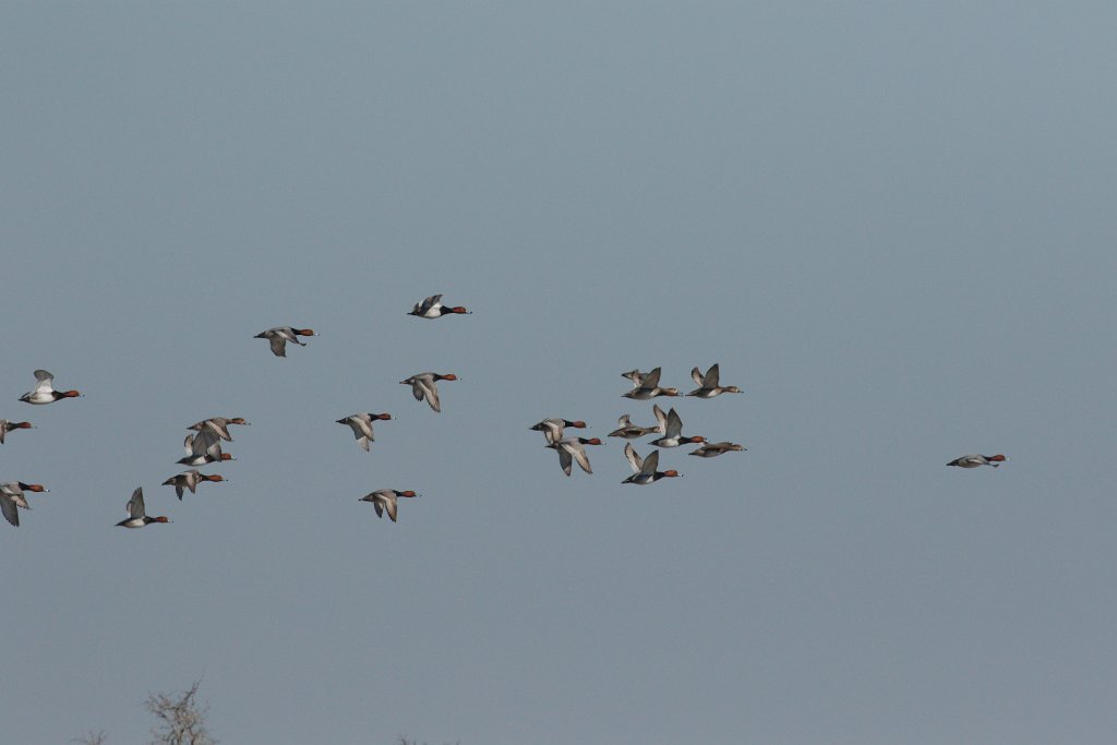 Ducks 2016-02-13_2.jpg